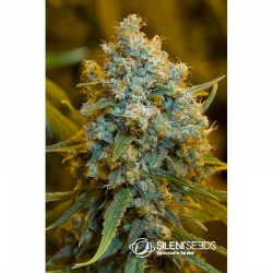 Critical Jack 10 Zaden - 1