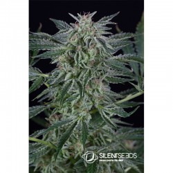Critical Jack Auto 3 Zaden - 1