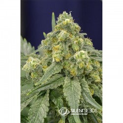White Widow 3 Zaden - 1